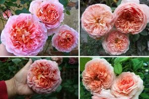 Christopher Marlowe rose