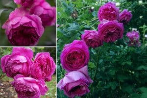 Golden Celebration rose