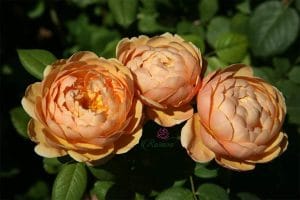 Prosperity rose