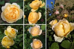 St Alban rose
