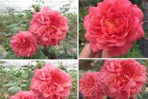 Spirit Of Freedom rose