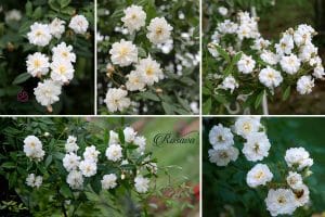 The Wedgwood rose
