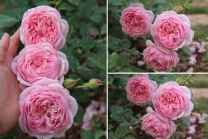 Young Lycidas rose