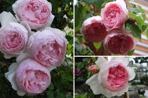 Blue For You rose