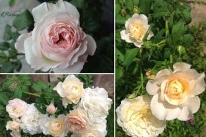 Crocus rose