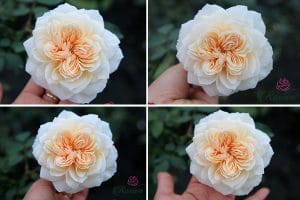 Evelyn Climber rose