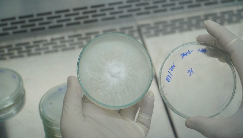 Nghiên cứu thành công giai đoạn 2 giống nấm hương (Lentinula edodes) 40 Dsc07373